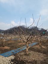 팜모닝 기타작물·영농일지 게시글 이미지