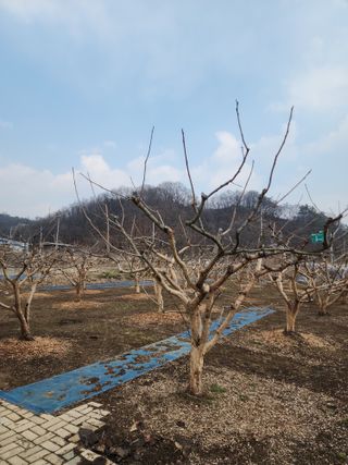 대운농원님의 기타작물 · 영농일지 작성글 사진