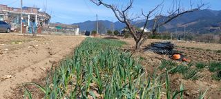 사과9481님의 마늘 · 영농일지 작성글 사진