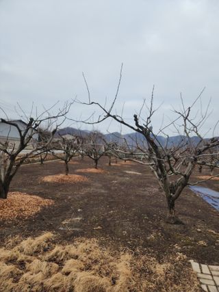 대운농원님의 기타작물 · 영농일지 작성글 사진