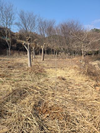 감자18743님의 기타작물 · 영농일지 작성글 사진