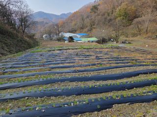 윤자용11대임후회장님의 배추 · 영농일지 작성글 사진