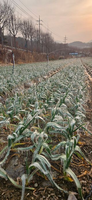구춘봉님의 마늘 · 영농일지 작성글 사진