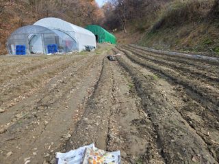 윤자용11대임후회장님의 배추 · 영농일지 작성글 사진