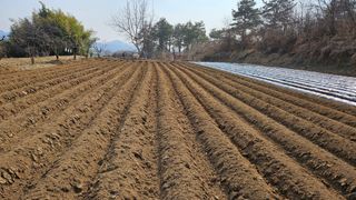 김상년님의 감자 · 영농일지 작성글 사진