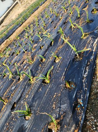 강동신님의 마늘 · 영농일지 작성글 사진