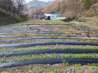윤자용11대임후회장님의 배추 · 영농일지 작성글 사진