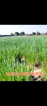 팜모닝 파·영농일지 게시글 이미지