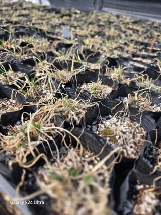 약초원 김종군님의 기타작물 · 영농일지 작성글 사진