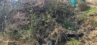 박종화님의 기타작물 · 영농일지 작성글 사진