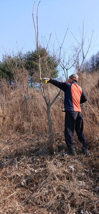 정연섭님의 고추 · 영농일지 작성글 사진