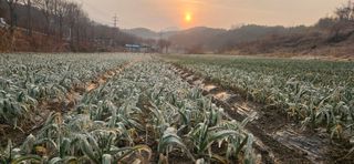 구춘봉님의 마늘 · 영농일지 작성글 사진