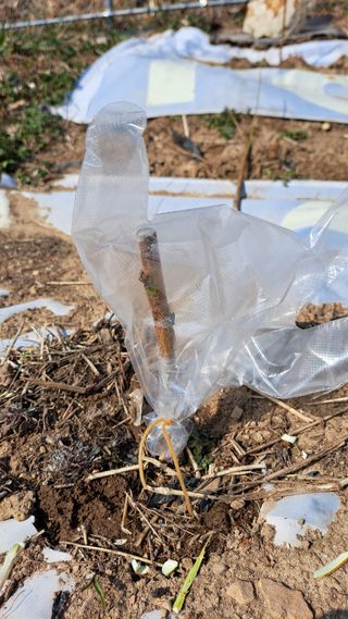 주윤발이님의 복숭아 · 영농일지 작성글 사진