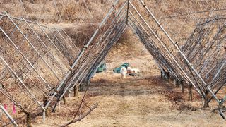 김준한님의 자두 · 영농일지 작성글 사진