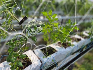 늘햇살팜 님의 기타작물 · 영농일지 작성글 사진