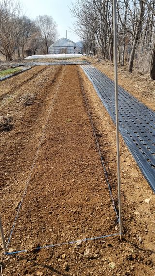 김지철님의 기타작물 · 영농일지 작성글 사진