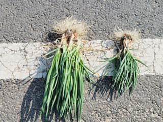 한경훈님의 파 · 영농일지 작성글 사진