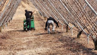 김준한님의 자두 · 영농일지 작성글 사진