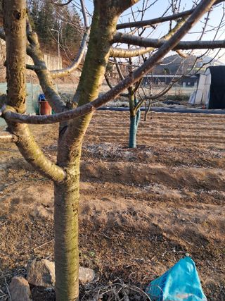 구강회님의 기타작물 · 영농일지 작성글 사진