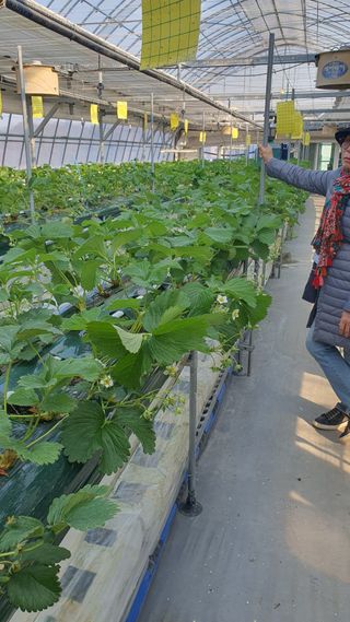 엔젤님의 기타작물 · 영농일지 작성글 사진