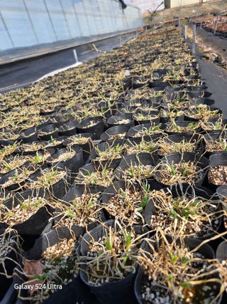 약초원 김종군님의 기타작물 · 영농일지 작성글 사진