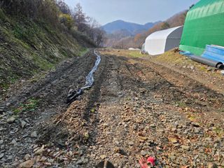 윤자용11대임후회장님의 배추 · 영농일지 작성글 사진