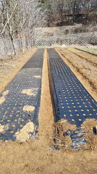 김지철님의 기타작물 · 영농일지 작성글 사진