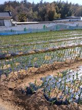 팜모닝 마늘·영농일지 게시글 이미지