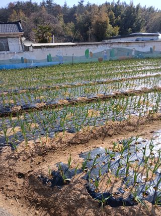 최유순님의 마늘 · 영농일지 작성글 사진