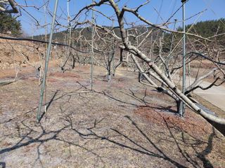 별빛농장지기님의 복숭아 · 영농일지 작성글 사진