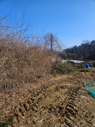 드라곤해드님의 고추 · 영농일지 작성글 사진