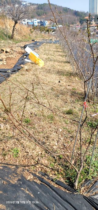 박종화님의 기타작물 · 영농일지 작성글 사진