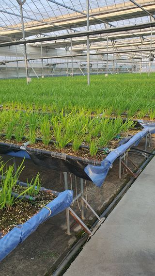 엔젤님의 기타작물 · 영농일지 작성글 사진