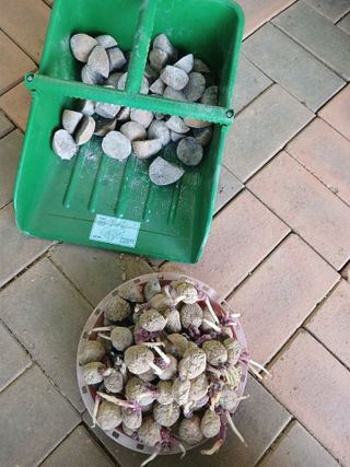 땅콩맘님의 감자 · 영농일지 작성글 사진