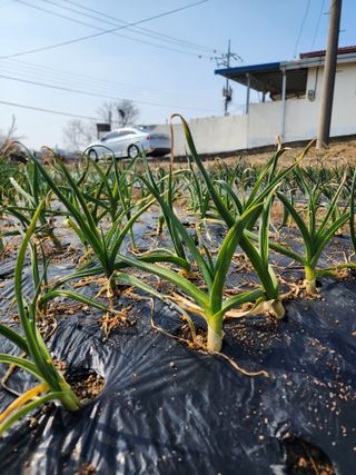 강동신님의 마늘 · 영농일지 작성글 사진