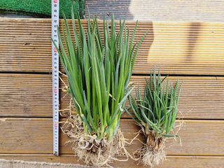 한경훈님의 파 · 영농일지 작성글 사진