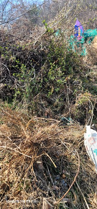 박종화님의 기타작물 · 영농일지 작성글 사진