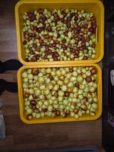 팜모닝 기타작물·영농일지 게시글 이미지