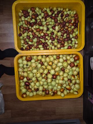 고태진님의 기타작물 · 영농일지 작성글 사진