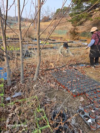 약초원 김종군님의 기타작물 · 영농일지 작성글 사진