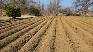 김상년님의 감자 · 영농일지 작성글 사진