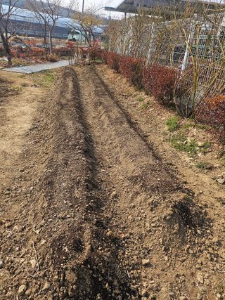 신득경님의 고추 · 영농일지 작성글 사진