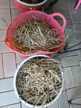 팜모닝 감자·영농일지 게시글 이미지