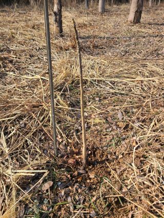 감자18743님의 기타작물 · 영농일지 작성글 사진