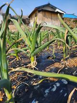 팜모닝 마늘·영농일지 게시글 이미지