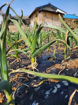 강동신님의 마늘 · 영농일지 작성글 사진