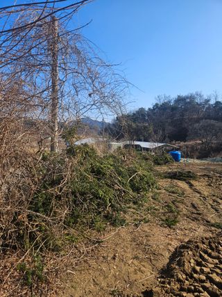 드라곤해드님의 고추 · 영농일지 작성글 사진