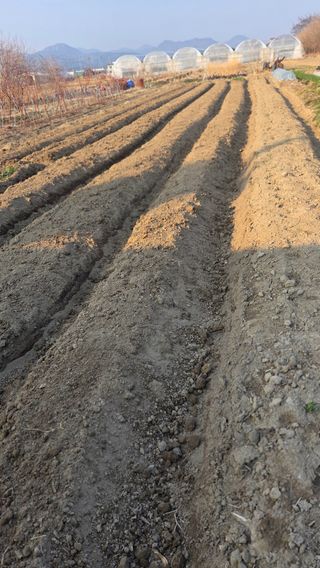 나물로61님의 감자 · 영농일지 작성글 사진