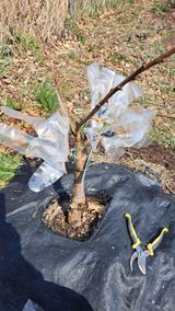 팜모닝 복숭아·영농일지 게시글 이미지