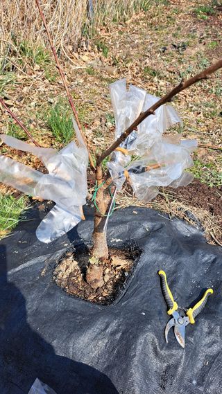 주윤발이님의 복숭아 · 영농일지 작성글 사진